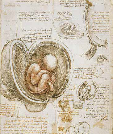 Exposition « Léonard de Vinci et l’anatomie, la mécanique de la vie »